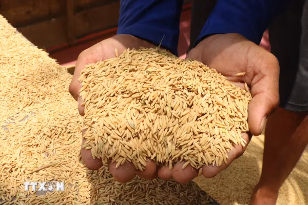 Giảm thất thoát sau thu hoạch, gia tăng giá trị hạt gạo Việt Nam