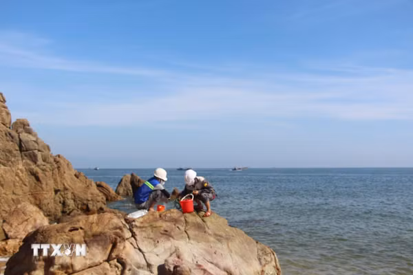 Xác định nguyên nhân cá chết trôi dạt vào bờ biển Quảng Trị