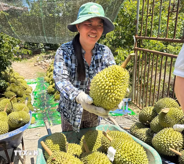 Đồng Tháp: Sầu riêng nghịch vụ được giá, nông dân vẫn lo đầu ra