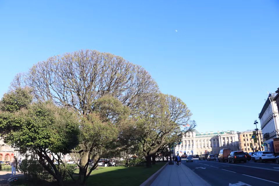 Những cây xanh như chiếc ô khổng lồ ở thành phố Saint Peterburg. (Ảnh: Hùng Võ/Vietnam+)