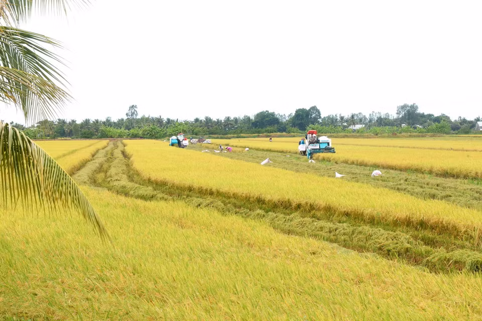 Ước tính lúa tham gia canh tác thí điểm Đề án 1 triệu hecta lúa chất lượng cao cho năng suất cao hơn khoảng 20% so với canh lúa truyền thống.(Ảnh: Thu Hiền/TTXVN)