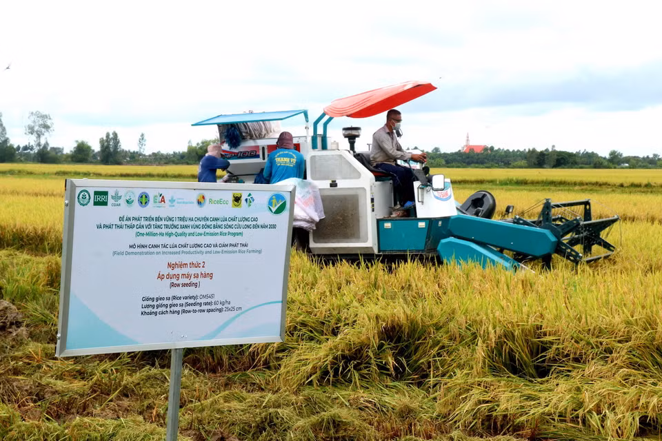 Các trà lúa canh tác quy trình bền vững ít bị ngã đổ nên việc thu hoạch khá thuận lợi, tỷ lệ lúa ít hao hụt. (Ảnh: Thu Hiền/TTXVN)