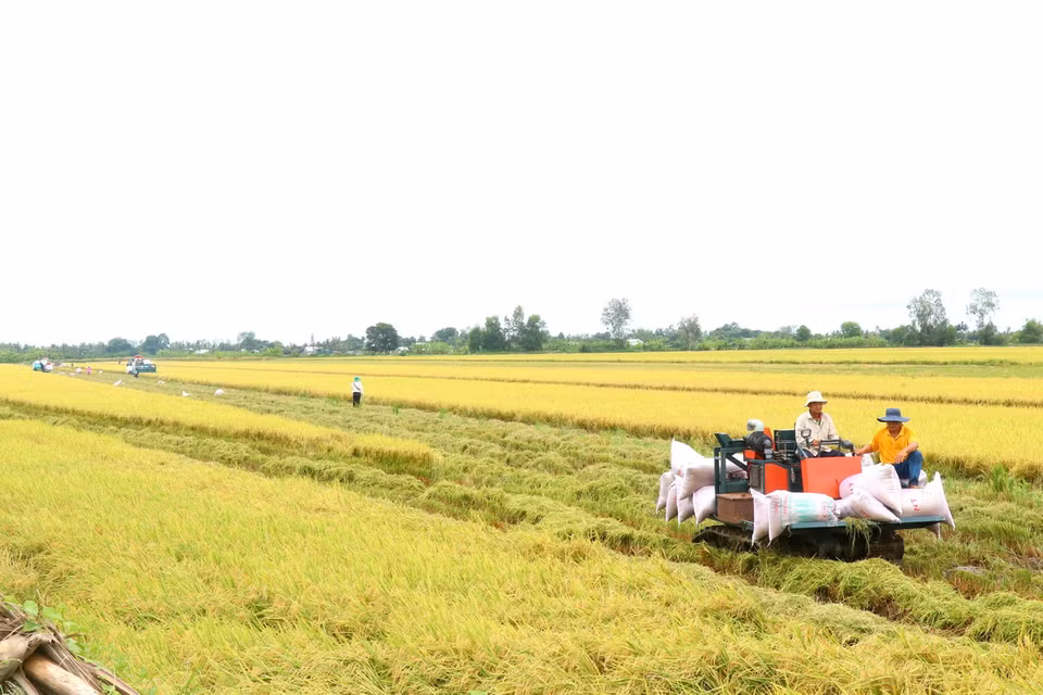 Máy gặt đập liên hợp thu hoạch lúa vụ Hè Thu đầu tiên tham gia canh tác lúa chất lượng cao, phát thải thấp.(Ảnh: Thu Hiền/TTXVN)