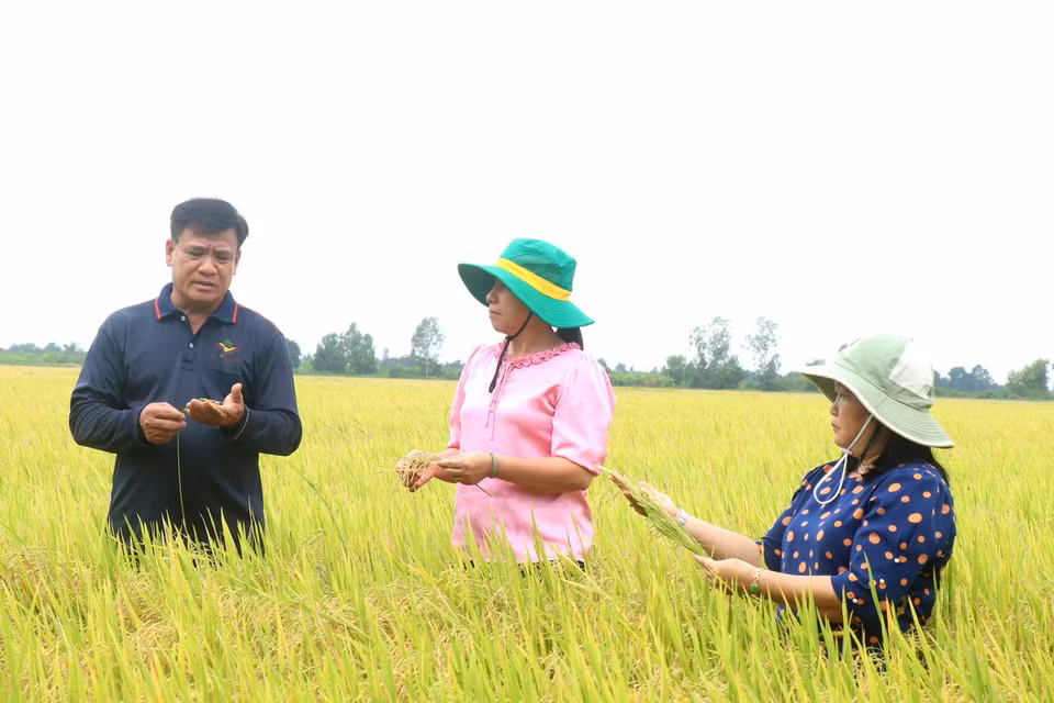 Nông dân Nguyễn Cao Khải, xã Thạnh An, huyện Vĩnh Thạnh có 5ha lúa tham gia thí điểm Đề án 1 triệu hecta lúa chất lượng cao. (Ảnh: Thu Hiền/TTXVN)