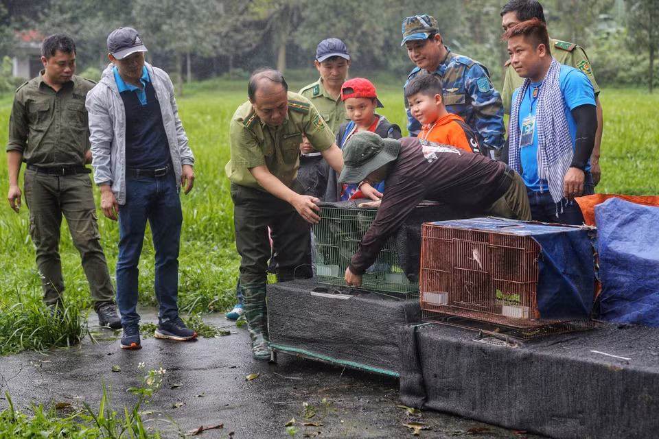 Ban quản lý Vườn quốc gia Cúc Phương cho phép 1 số quan khách chứng kiến đợt tái thả động vật hoang dã lần này. (Ảnh: Thành Đạt/TTXVN)