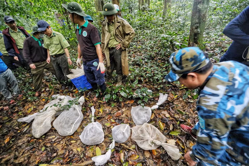  Những cá thể rắn hổ mang chúa, rắn hổ mang Trung Quốc được tái thả về rừng. Đây là loài rắn độc nên các chuyên gia của Trung tâm Cứu hộ động vật hoang dã Hà Nội trực tiếp thực hiện. (Ảnh: Thành Đạt/TTXVN)