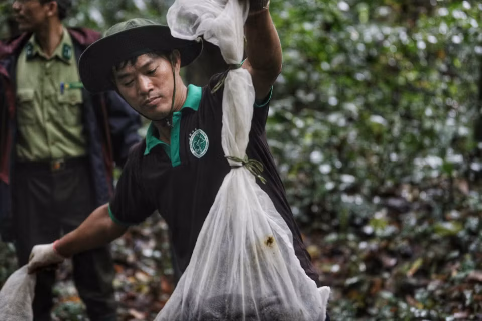 Chuyên gia của Trung tâm Cứu hộ động vật hoang dã Hà Nội trực tiếp thực hiện việc tái thả các cá thể rắn hổ mang chúa, rắn hổ mang Trung Quốc về rừng. (Ảnh: Thành Đạt/TTXVN)
