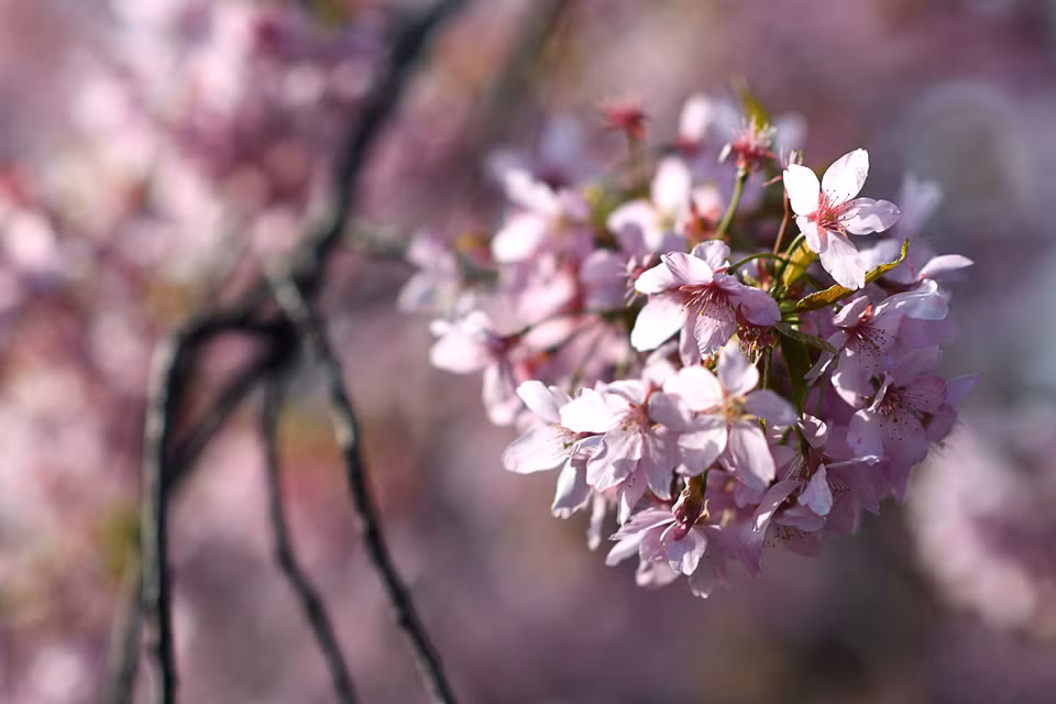 Hoa anh đào nở rộ tại Vũ Hán, tỉnh Hồ Bắc, Trung Quốc, ngày 14/3/2020. (Ảnh: THX/TTXVN)