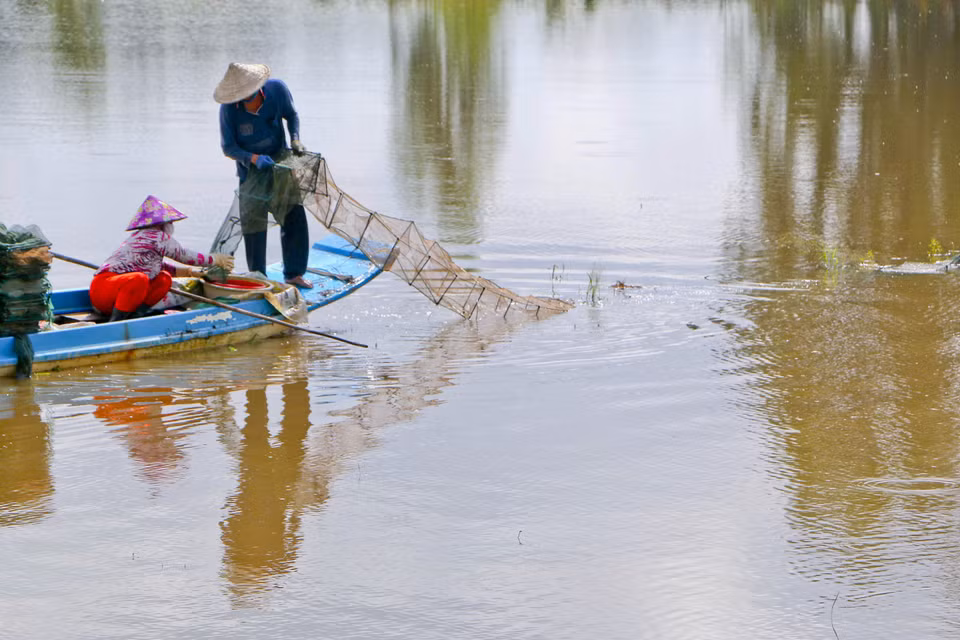 Người dân huyện Vị Thủy bắt cá trên cánh đồng ngập nước. (Ảnh: Duy Khương/TTXVN)