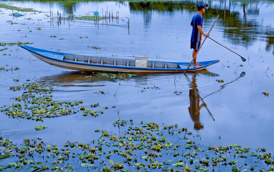 Người dân huyện Vị Thủy bắt ốc trên cánh đồng ngập nước. (Ảnh: Duy Khương/TTXVN)