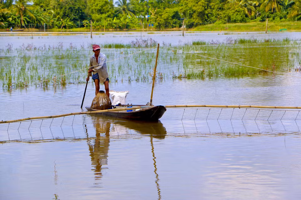 Người dân huyện Vị Thủy bắt cá trên cánh đồng ngập nước. (Ảnh: Duy Khương/TTXVN)