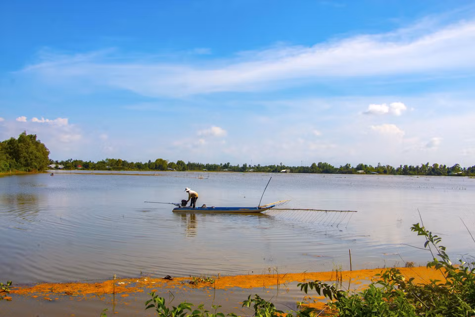 Người dân huyện Vị Thủy bắt cá trên cánh đồng ngập nước. (Ảnh: Duy Khương/TTXVN)