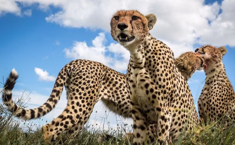 Gia đình báo cheetahs ở Vườn quốc gia Serengeti của Tanzania. (Nguồn: NatGeo)