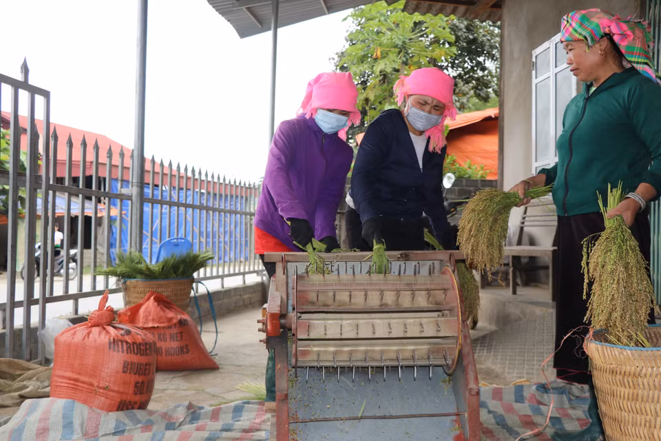 Lúa gặt về phải chế biến ngay trong ngày, đầu tiên lúa phải được được tuốt rồi loại bỏ hạt lép. (Ảnh: Tiến Khánh/TTXVN)