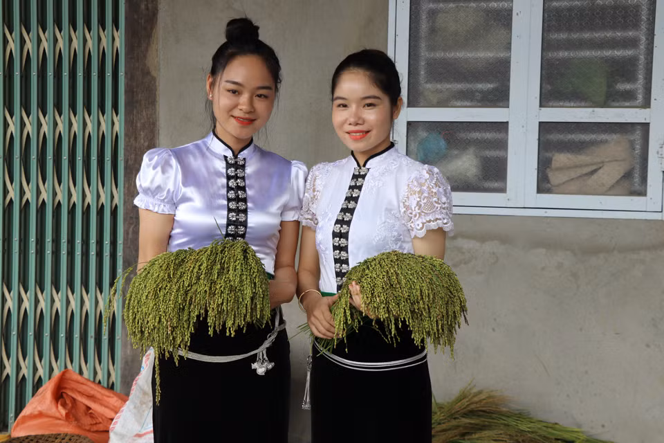 Để làm ra những mẻ cốm thơm ngon, ngay từ sáng sớm tinh mơ, những cô gái Thái ở Tú Lệ ra đồng hái những bông lúa nếp non gần hết nước trắng sữa mang về nhà. (Ảnh: Tiến Khánh/TTXVN)