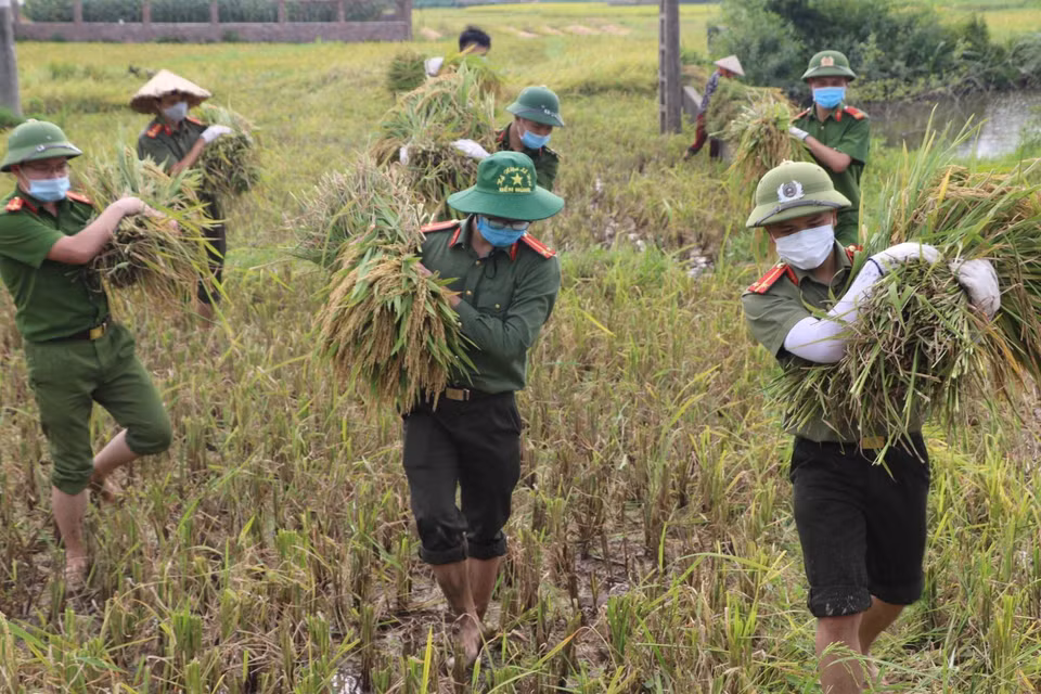 Một số hộ dân trên địa bàn huyện Sông Lô, tỉnh Vĩnh Phúc thuộc diện F1, F2 đang phải cách ly y tế theo quy định về phòng chống dịch COVID-19, trong khi vụ lúa đã đến thời gian thu hoạch. Cán bộ, chiến sĩ công an huyện Sông Lô, tỉnh Vĩnh Phúc đã giúp dân gặt lúa nhằm chia sẻ sự khó khăn, vất vả với người dân. (Ảnh: TTXVN phát)