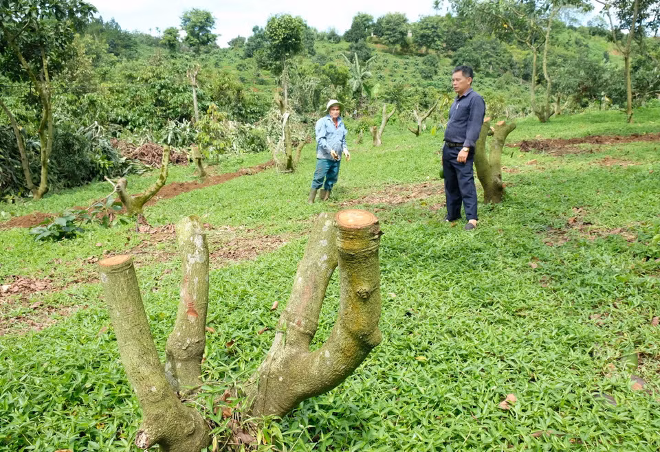 Do giá bơ 034 xuống thấp, nhiều nhà vườn tại huyện Bảo Lâm đã bắt đầu chặt bỏ cây bơ để trồng cà phê hoặc sầu riêng hiện đang có giá trị kinh tế cao hơn. (Ảnh: Nguyễn Dũng/TTXVN)