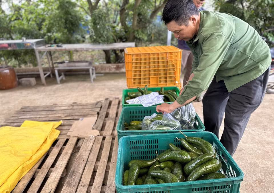 Theo người dân địa phương, hiện nay giá bơ 034 được thương lái thu mua chỉ từ 3.000-4.000 đồng/kg, thấp nhất từ trước đến nay. (Ảnh: Nguyễn Dũng/TTXVN)