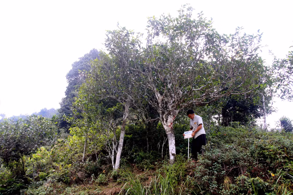 Đặt biển đánh dấu mã số cây chè Shan tuyết tại bản Bẹ, xã Tà Xùa, huyện Bắc Yên (Sơn La) được vinh danh cây di sản. (Ảnh: Quang Quyết/TTXVN) 