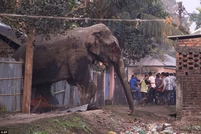 Con voi đã băng qua rừng Baikunthapur, trước khi đi qua một con sông nhỏ để tiến vào thị trấn Siliguri. (Nguồn: AP)