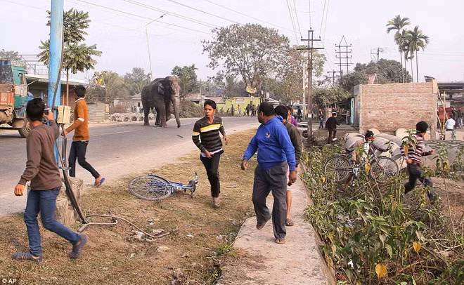 Người dân sợ hãi thấy con voi trên đường. (Nguồn: AP)