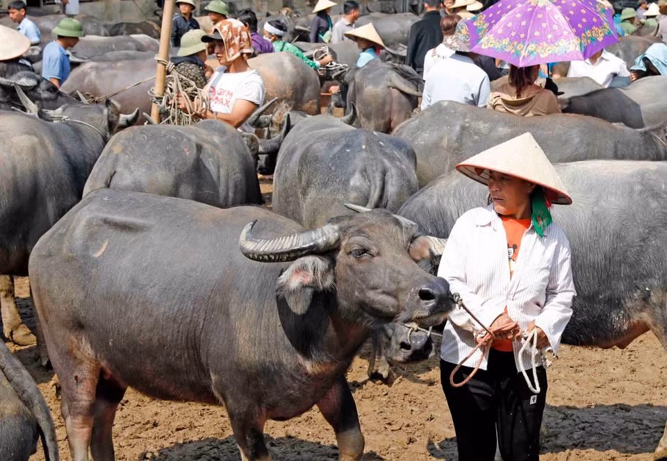 Đồng bào Mông mang trâu bán tại chợ phiên Nghiên Loan. (Ảnh: Trần Việt/TTXVN)