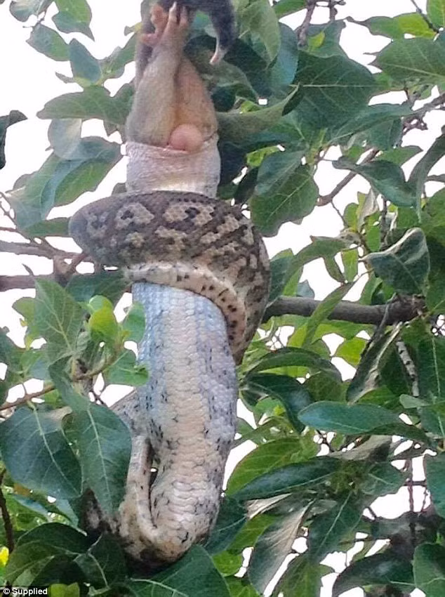 Mục tiêu của chú trăn khổng lồ là một con chuột possum. (Nguồn: Daily Mail)