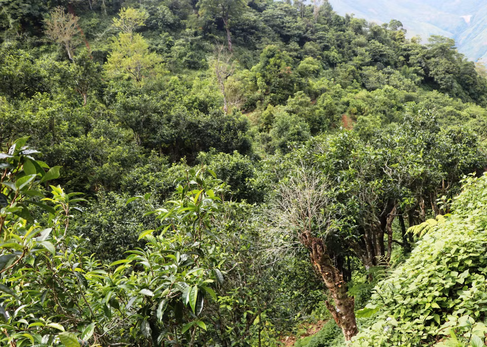  (Ảnh: Hạnh Nguyễn/Vietnam+)