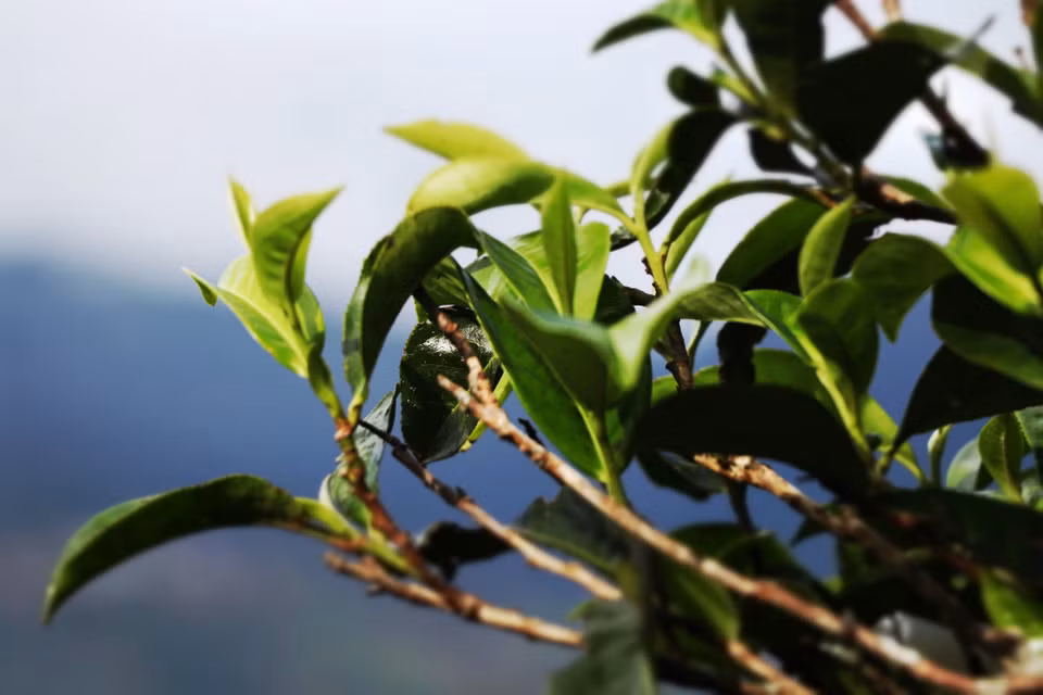 Cây chè shan tuyết-Tà Xùa sinh sống trong môi trường quanh năm mây mù và sương giá bao phủ. (Ảnh: Hạnh Nguyễn/Vietnam+)