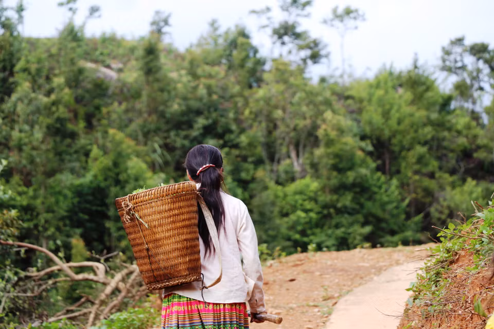 Cây chè shan tuyết tập trung chủ yếu ở các bản Tà Xùa A, Tà Xùa C, Mống Vàng, Chung Chinh và Bản Bẹ. (Ảnh: Hạnh Nguyễn/Vietnam+)