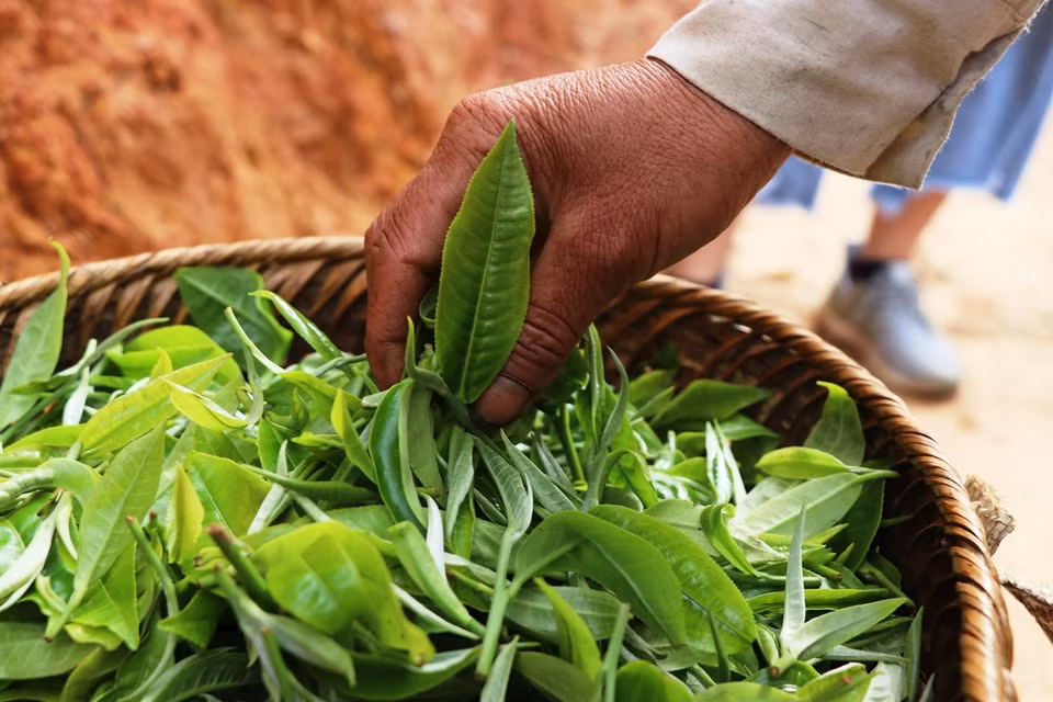 Shan là núi, cây chè mọc trên núi có búp to màu trắng xám, phía dưới lá chè có phủ một lớp lông tơ trắng mịn như tuyết, nên người dân địa phương gọi tên là chè shan tuyết. (Ảnh: Hạnh Nguyễn/Vietnam+)
