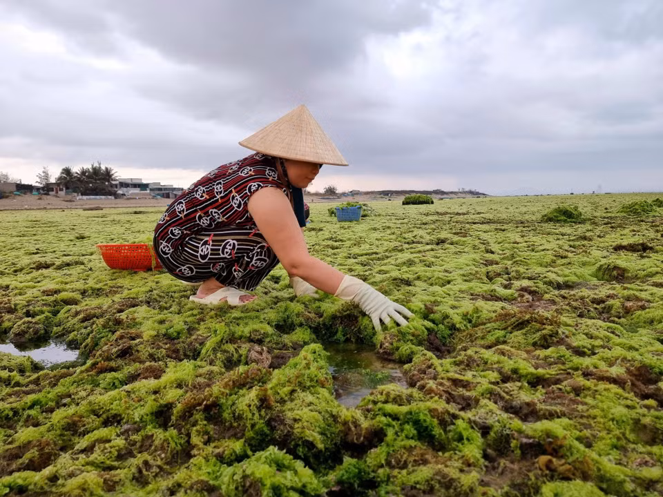 Ngư dân khai thác rong xanh ở bãi rạn thôn Từ Thiện, xã Phước Dinh, huyện Thuận Nam. (Ảnh: Nguyễn Thành/TTXVN)