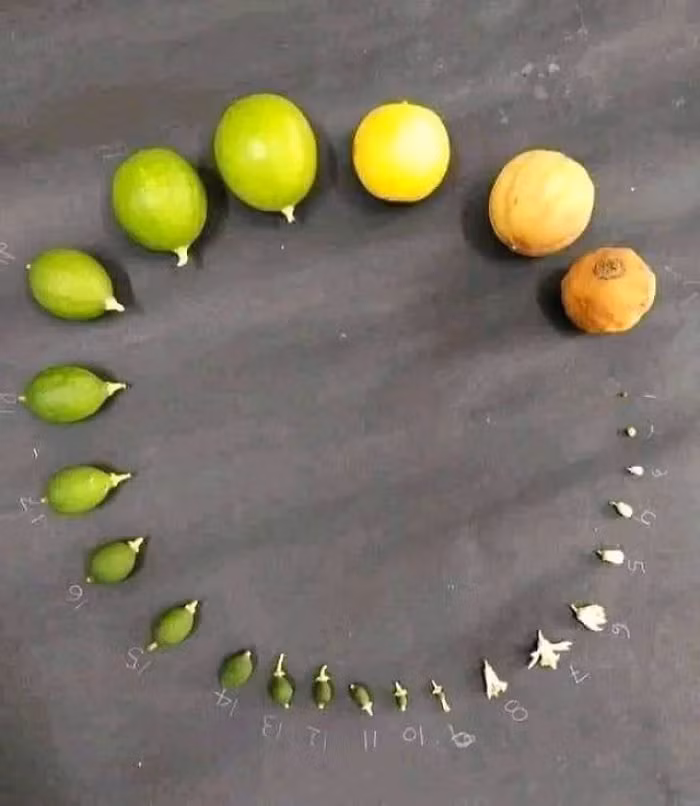 Vòng đời của một quả chanh sẽ như thế này nếu chúng không bị cắt làm đôi và pha thành nước. (Nguồn: Boredpanda)
