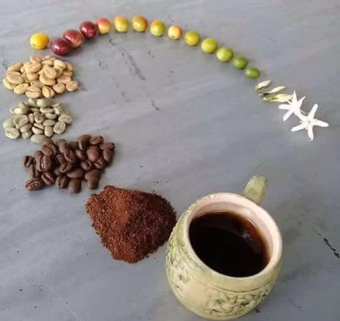 Vòng đời đẹp đẽ của một hạtcà phê. (Nguồn: Boredpanda)