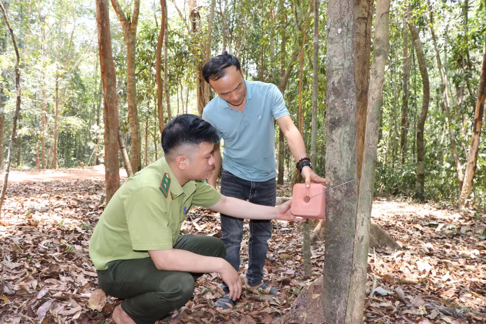 Lực lượng kiểm lâm và cán bộ của Khu Bảo tồn Thiên nhiên Văn hóa Đồng Nai kiểm tra một bánh muối khoáng dạng “đá liếm” để cung cấp thêm khoáng chất cho động vật hoang dã tại rừng Mã Đà. (Ảnh: Sỹ Tuyên/TTXVN)
