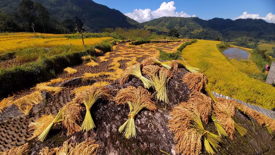 Phơi lúa trên đá ở xã Tả Sử Choóng, huyện Hoàng Su Phì (Hà Giang). (Ảnh: Nguyễn Chiến/TTXVN)