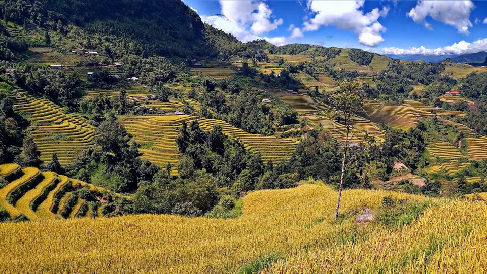 Ruộng lúa bậc thang ở xã Tả Sử Choóng, huyện Hoàng Su Phì (Hà Giang). (Ảnh: Nguyễn Chiến/TTXVN)