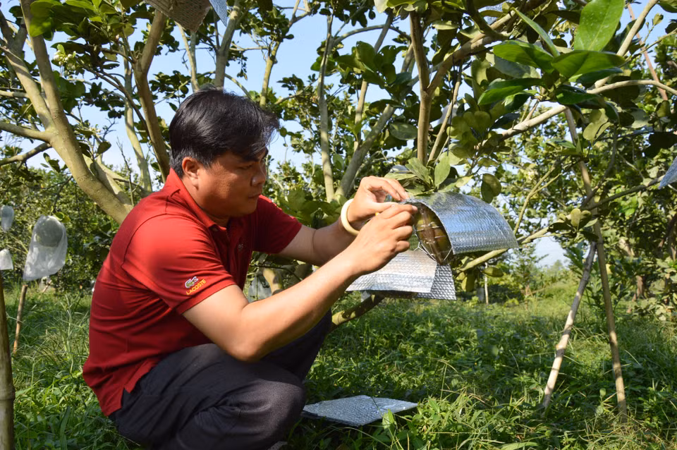 Mỗi quả bưởi tạo hình, khắc chữ đều phải được che kín để tránh bị rám nắng. (Ảnh: Nhựt An/TTXVN)