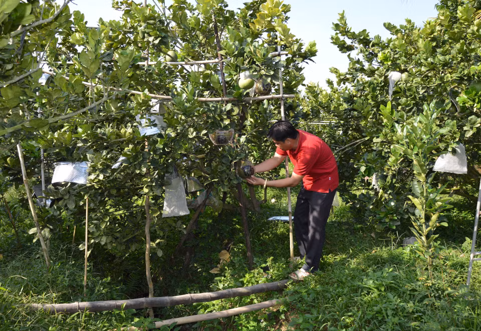Anh Nguyễn Văn Hoàng chăm sóc vườn bưởi tạo hình, khắc chữ phục vụ thị trường Tết Nguyên đán Nhâm Dần 2022. (Ảnh: Nhựt An/TTXVN)