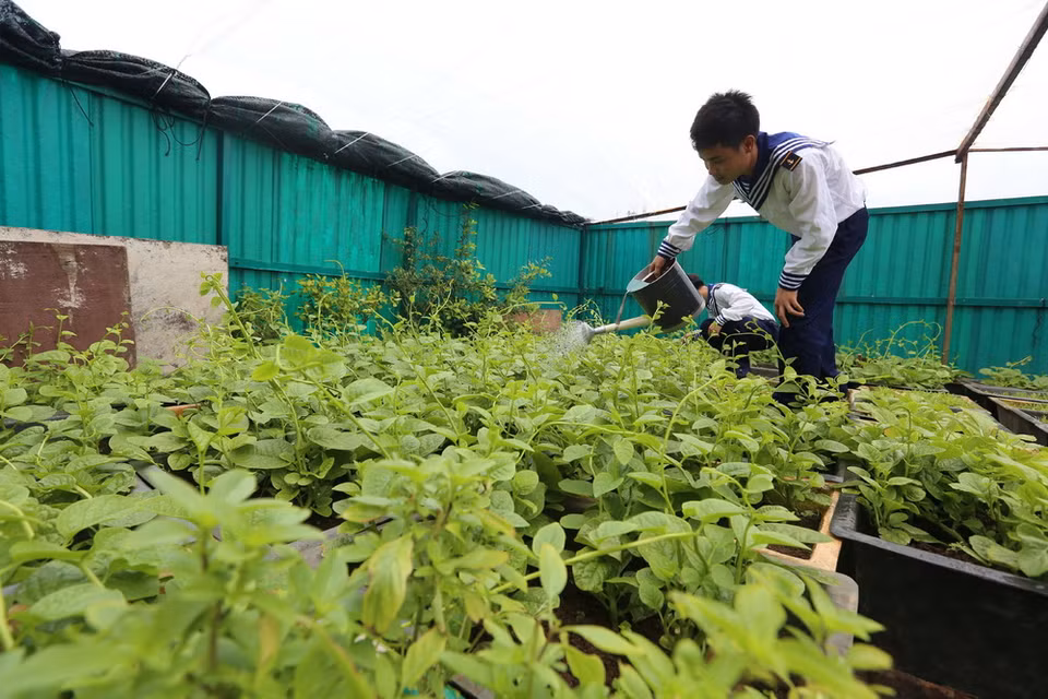 Để có được vườn rau xanh như thế này trên đảo Đá Tây A, các chiến sĩ phải mất rất nhiều công sức, do điều kiện khắc nghiệt nơi đảo chìm. (Ảnh: Danh Lam/TTXVN)