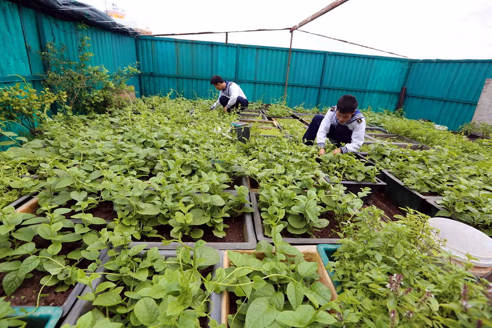 Để có được vườn rau xanh như thế này trên đảo Đá Tây A, các chiến sĩ phải mất rất nhiều công sức, do điều kiện khắc nghiệt nơi đảo chìm. (Ảnh: Danh Lam/TTXVN)