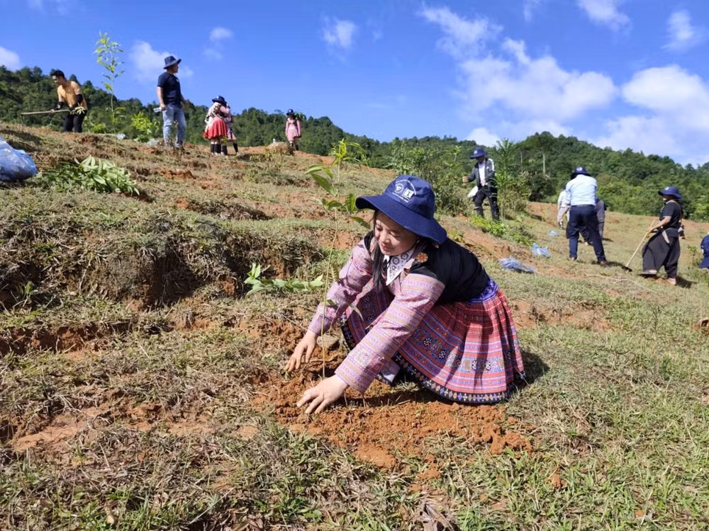 trong-cay-gop-la-va-rung-2.jpg