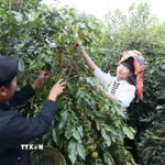 Nông dân xã Muổi Nọi, tỉnh Sơn La, thu hoạch quả càphê. (Ảnh: Quang Quyết/TTXVN)