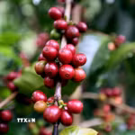 Sơn La hiện có diện tích, sản lượng càphê Arabica lớn nhất cả nước. (Ảnh: Quang Quyết/TTXVN)