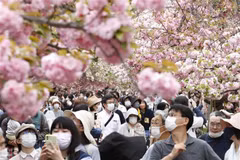 Du khách đổ về ngắm hoa anh đào tại Osaka, Nhật Bản. (Ảnh: AFP/TTXVN)