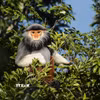 Voọc Chà vá chân nâu. (Ảnh: Văn Dũng/TTXVN)