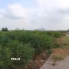 Đất nông nghiệp công ích của phường Dương Nội, quận Hà Đông, thành phố Hà Nội, nằm xen kẽ với đất nông nghiệp của các hộ dân. (Ảnh Mạnh Khánh/TTXVN)