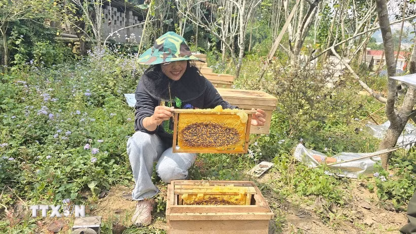Kiểm tra chất lượng và độ chín của mật ong thuộc Dự án IDEAS về "Nâng cao thu nhập cho người dân tộc thiểu số sống trong vùng lõi và vùng đệm của Vườn Quốc gia Hoàng Liên dựa trên nông nghiệp bền vững". (Ảnh: Hương Thu/TTXVN)