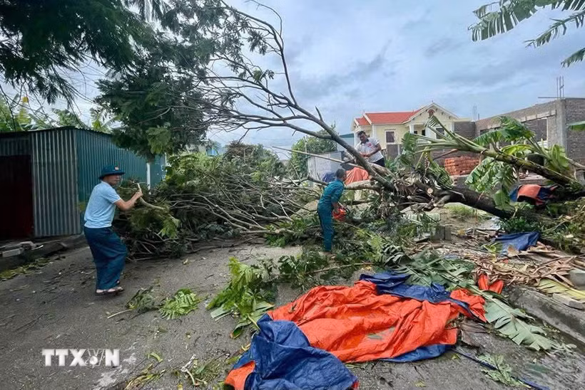 Mưa lớn làm đổ cây tại Thanh Hóa. (Ảnh: TTXVN phát)