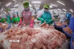 Phân loại, cấp đông cá tra phi lê xuất khẩu tại nhà máy của Công ty Cổ phần Gò Đàng Tiền Giang, Đồng Tháp. Ảnh minh hoạ. (Ảnh: Vũ Sinh/TTXVN)